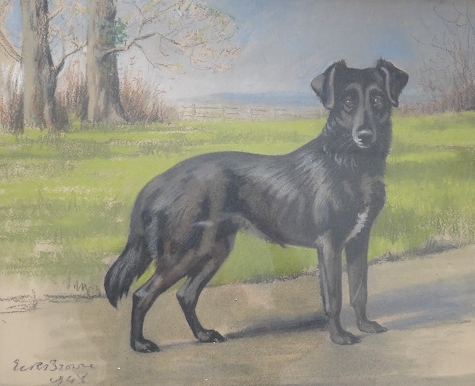 Vera Browne, pastel, Study of a dog, 43 x 53cm. Condition - fair - good, some wear to frame